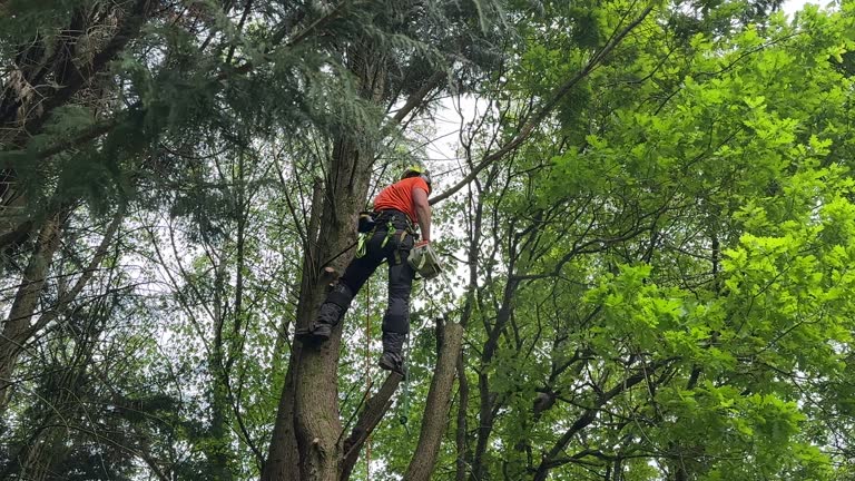 Best Tree Preservation Services  in Asheboro, NC